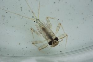 ヒラタカゲロウ科(シロタニガワカゲロウ)の写真