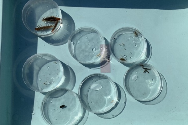 指標生物の同定（種類の選別）の写真