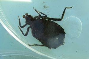 サナエトンボ科(コオニヤンマ)の写真