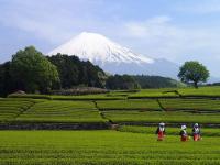 富士山のすそ野に広がる茶畑の画像