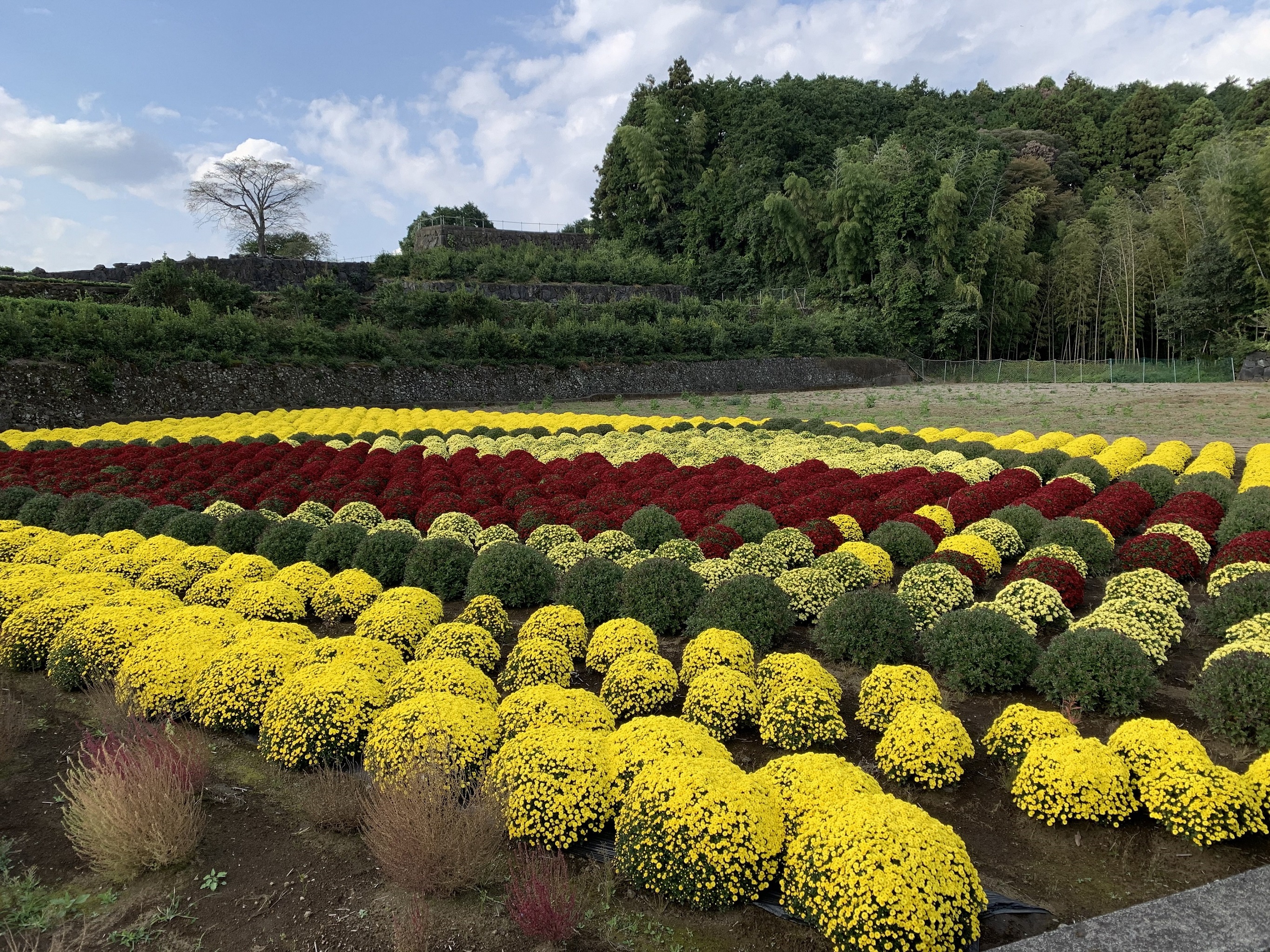 （写真）ドーム菊1