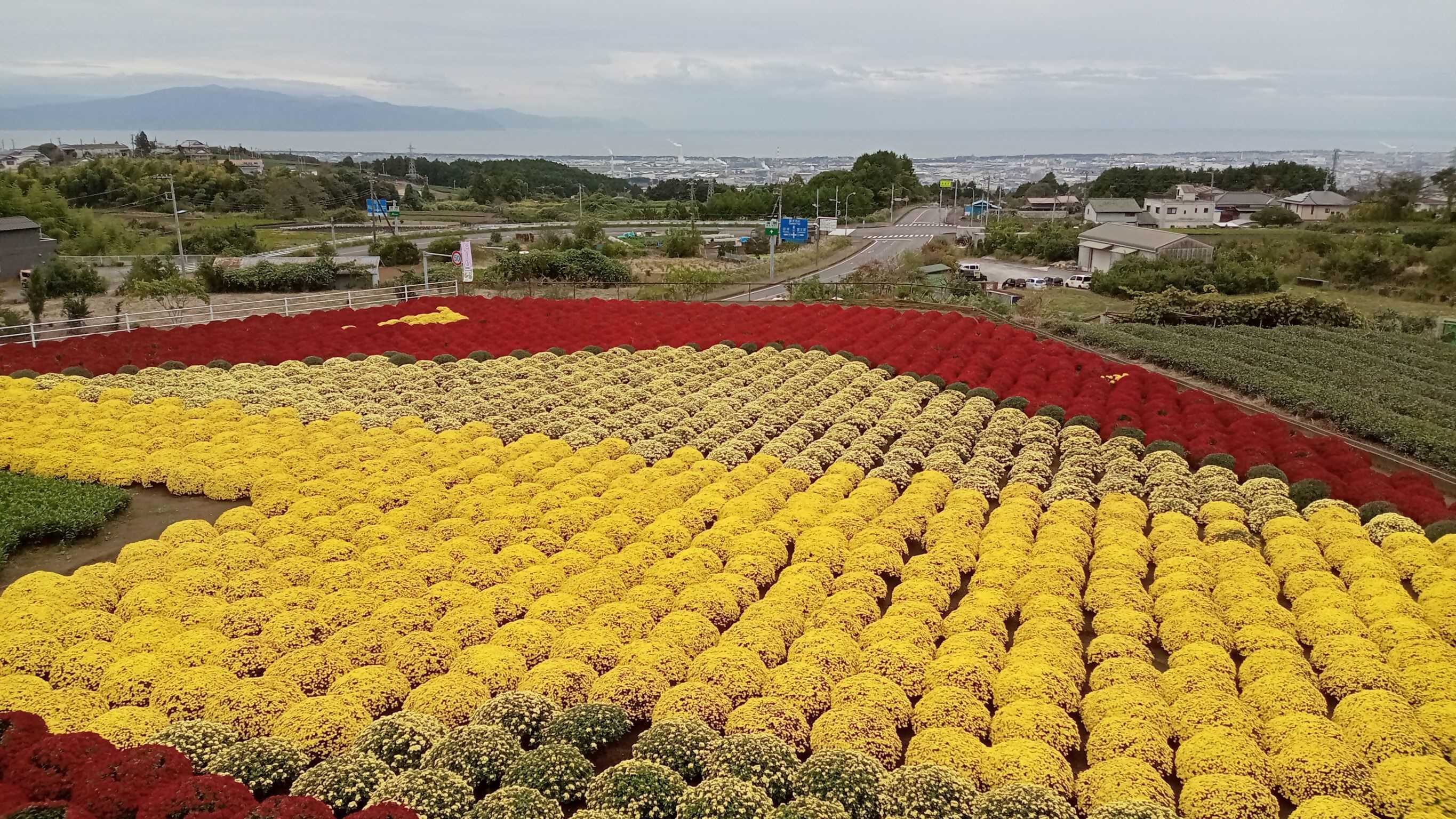 （写真）ドーム菊2