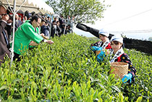 （写真）謹製茶摘み式「茶摘みの儀」