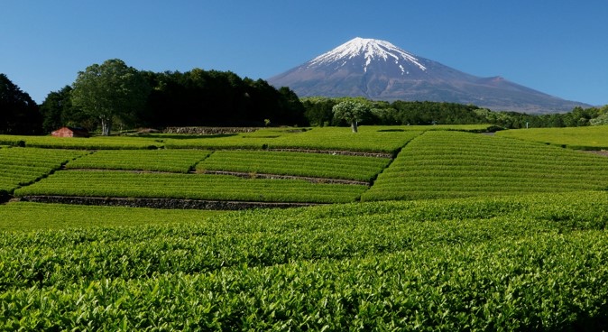 富士と茶畑