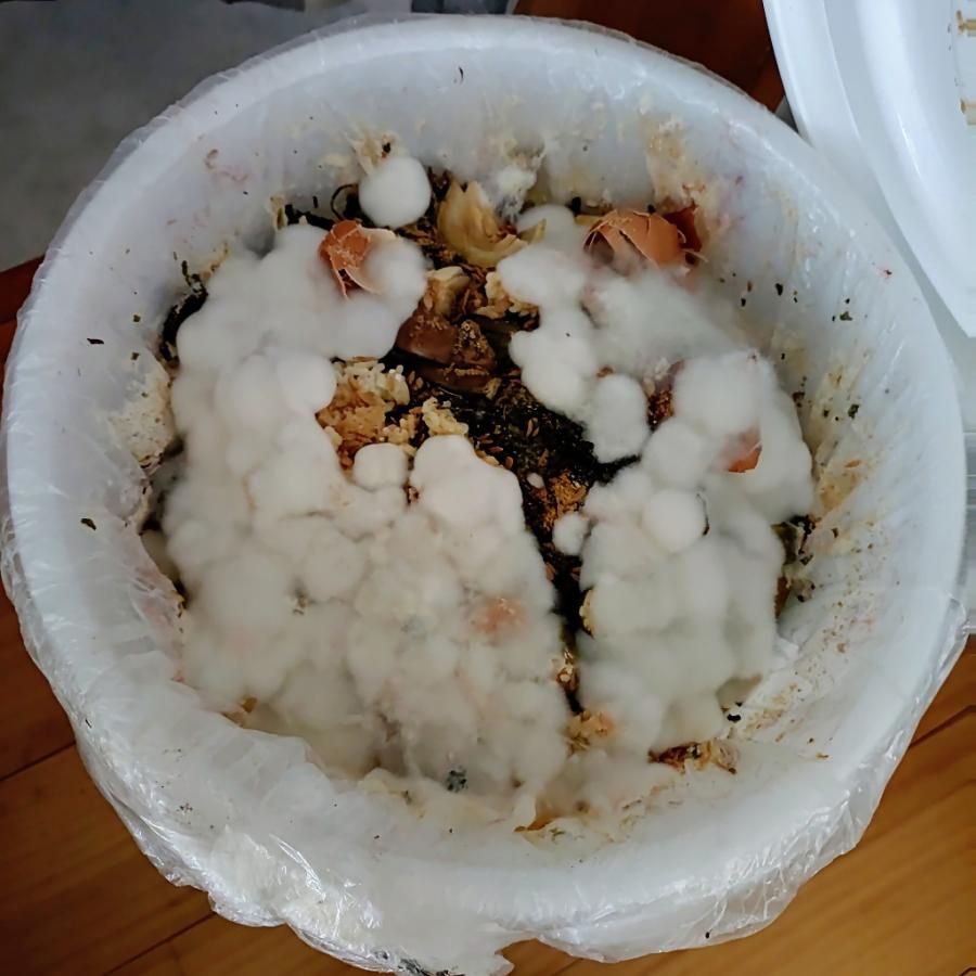 白カビ発生例