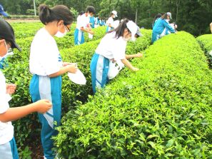 茶摘みをする子どもたち