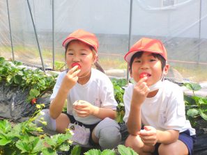 イチゴを頬張る子どもたち