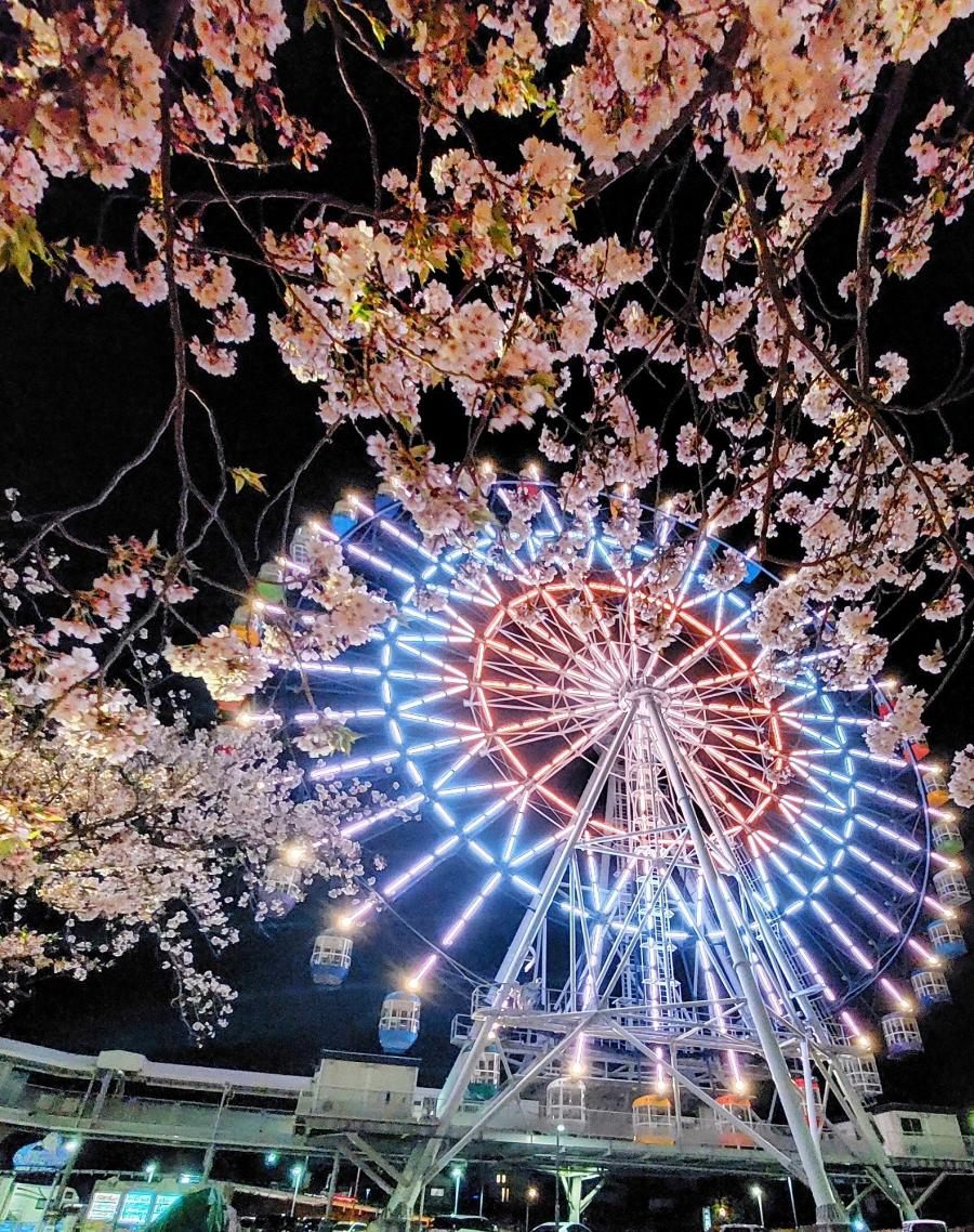 春の夜に桜咲く