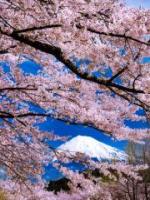 春の写真6