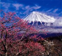 冬の写真2