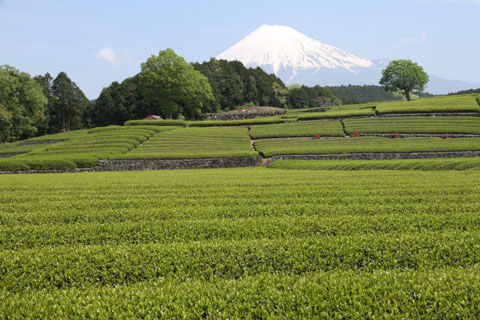 （写真）富士山と茶畑