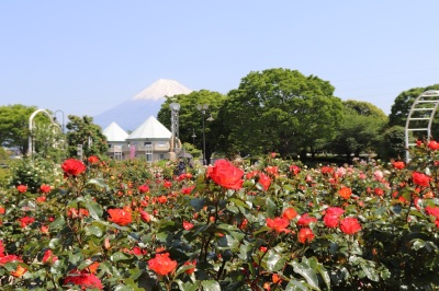 （画像）赤いバラと富士山