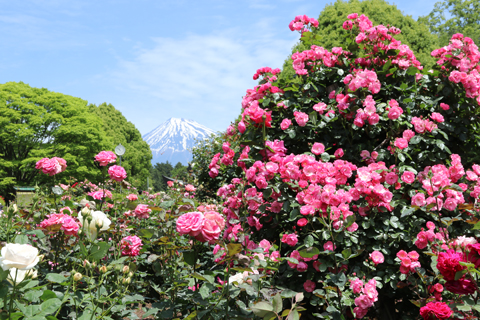 広見公園のバラ