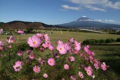 コスモスと富士山