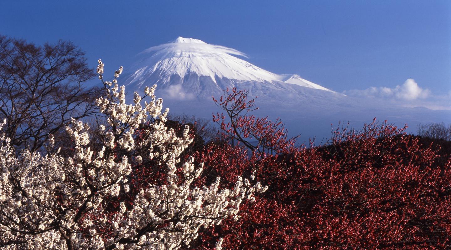 岩本山の富士山と梅