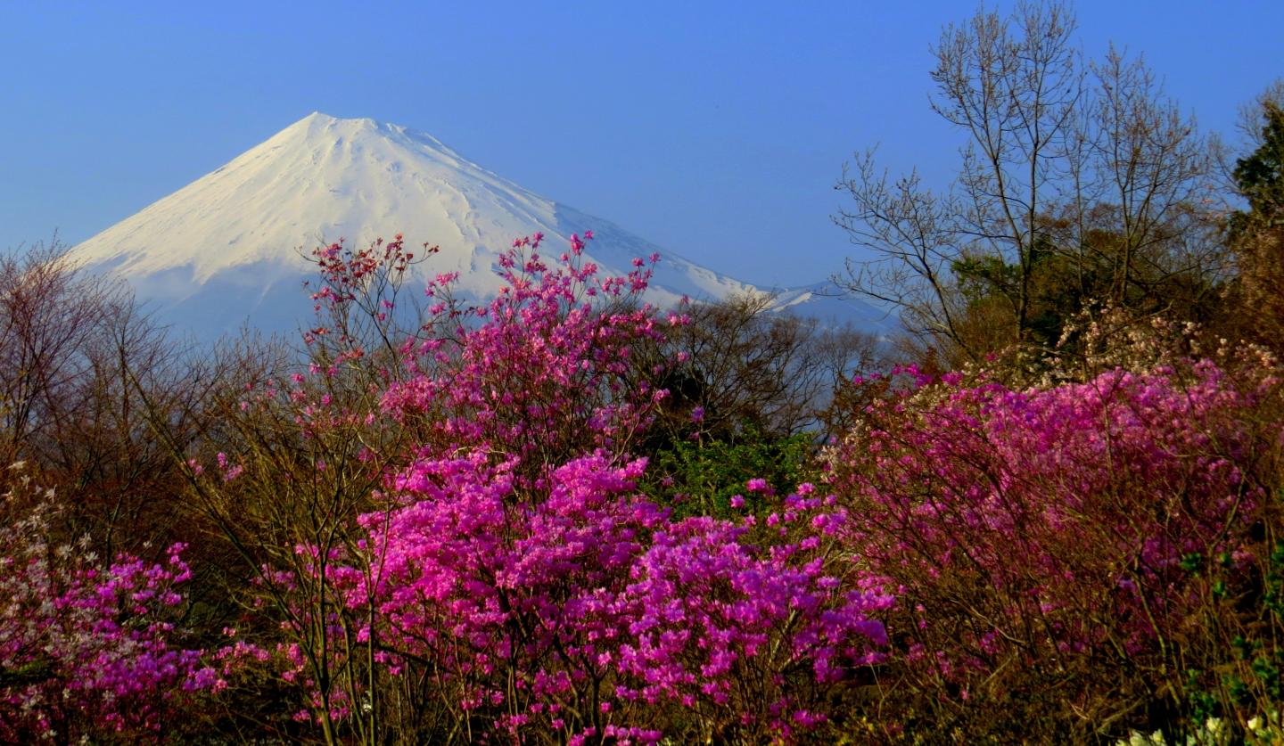 富士山とミツバツツジ