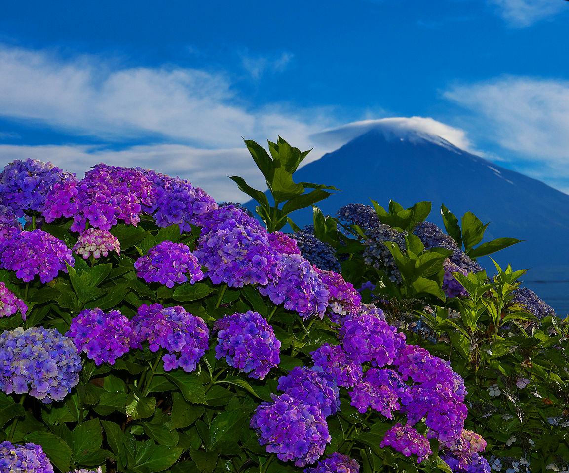 紫陽花