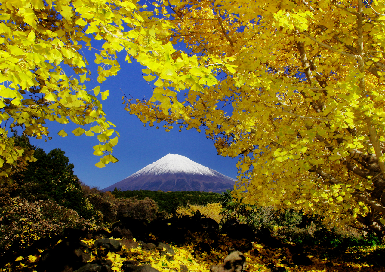 紅葉