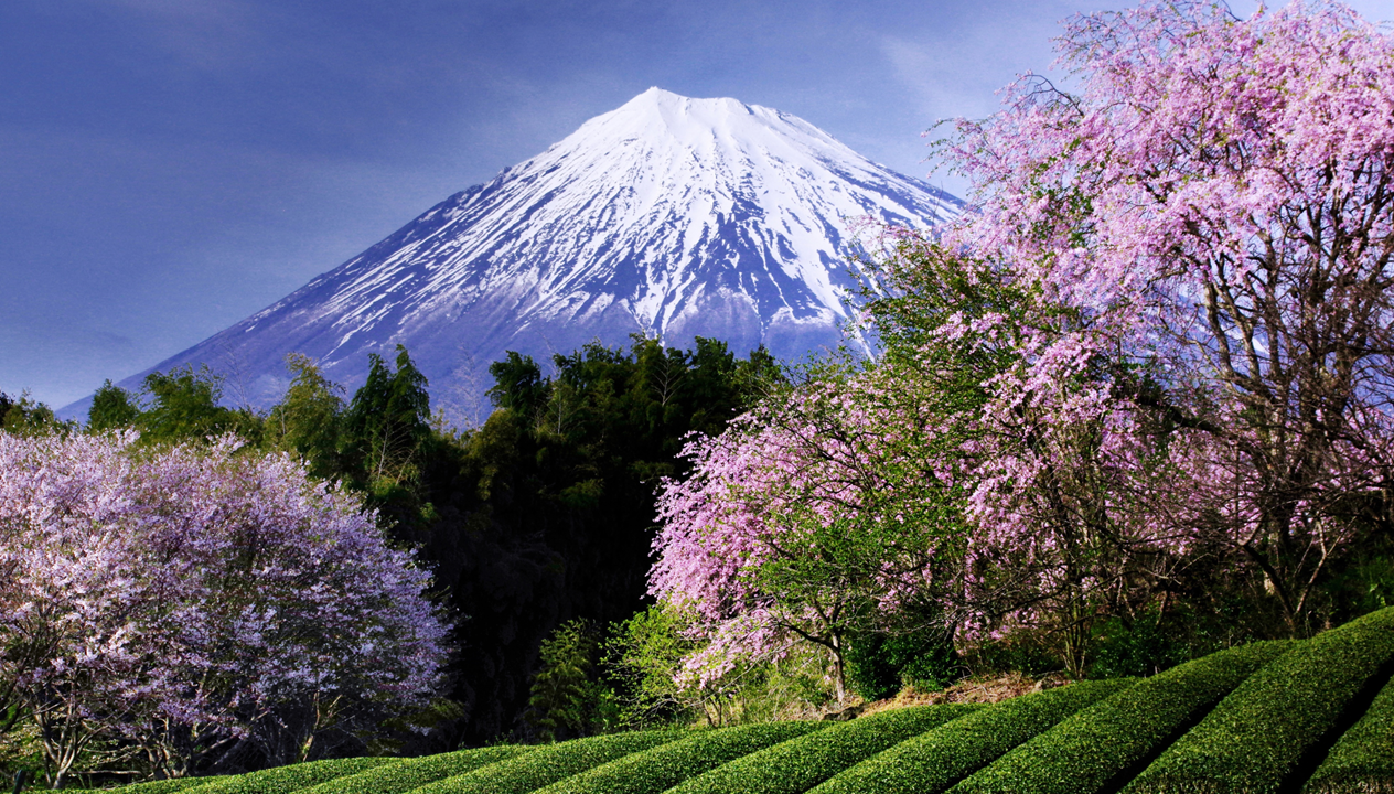 富士山と桜と茶畑
