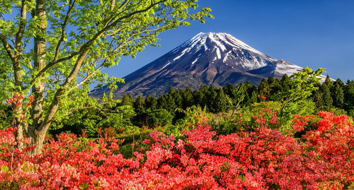 富士山とミツバツツジと新緑