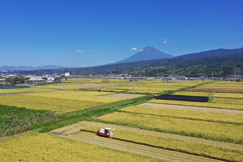 富士市の田んぼの写真