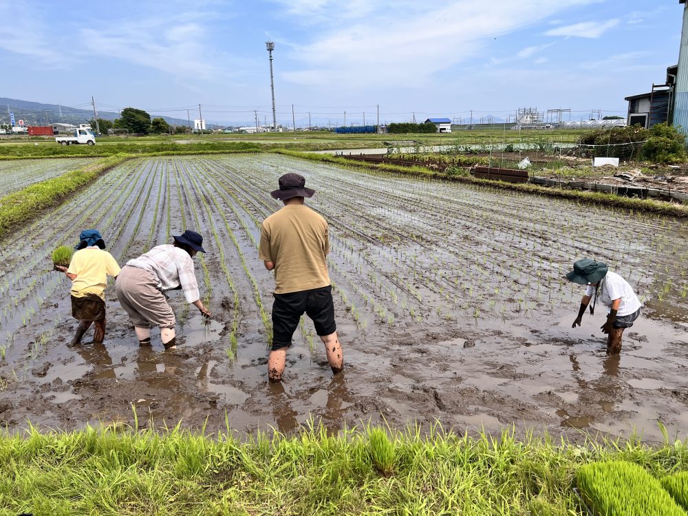 田植え