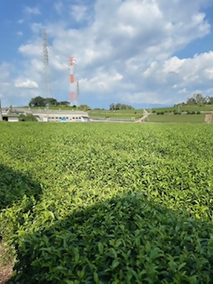 佐野製茶の写真4