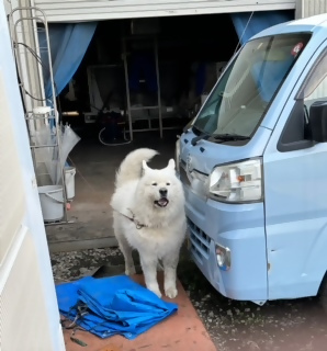 佐野製茶の写真8