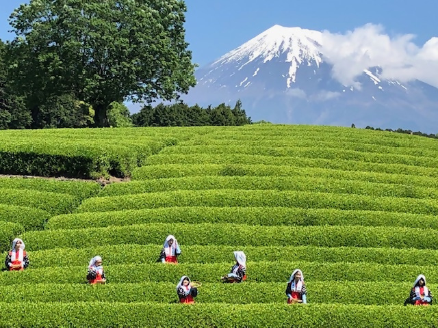 大淵笹場お茶まつり2024の様子1