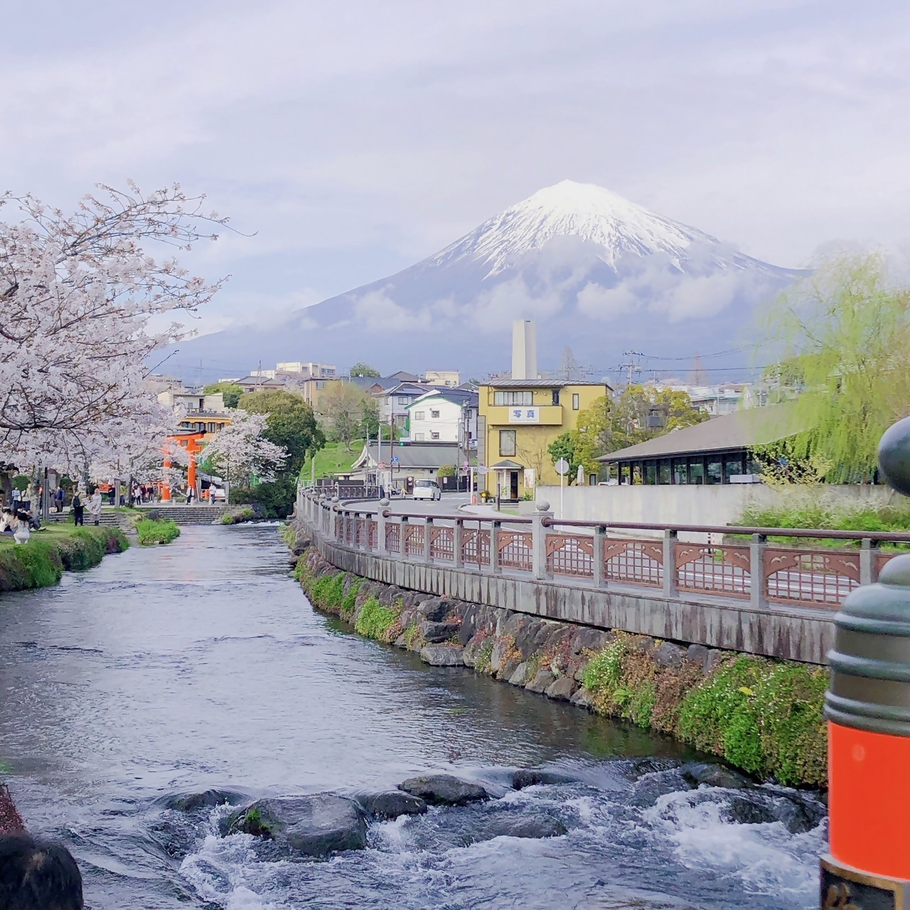 お花見の写真2