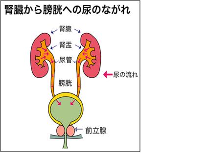 （イラスト）腎臓から膀胱への尿のながれ