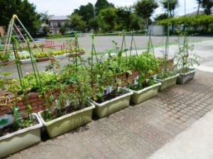 鉢植えの野菜の写真
