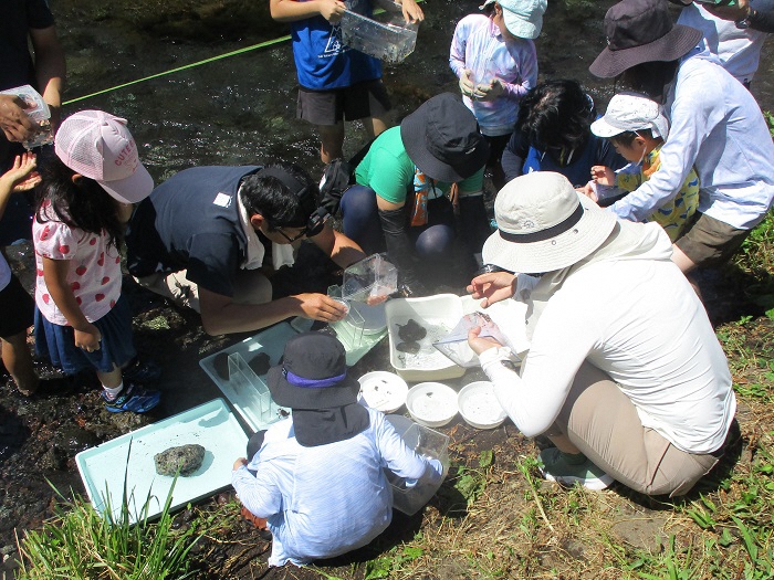 水生生物を同定する様子