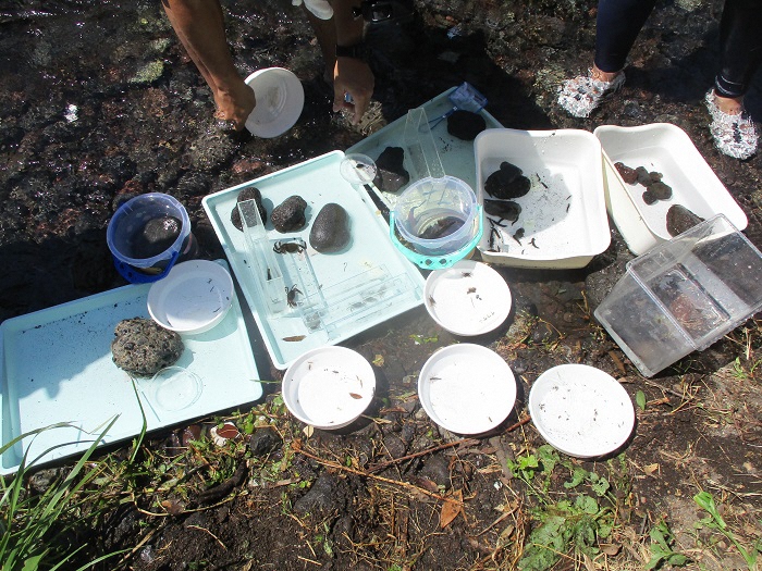 水生生物を同定する様子