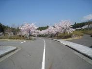 （写真）桜並木1