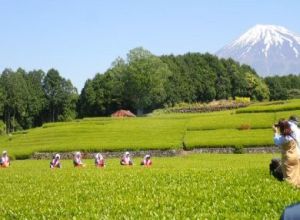 （写真）富士山をバックにお茶を摘む茶娘