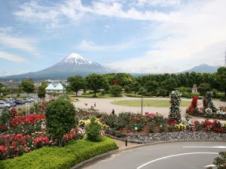 （写真）富士山と中央公園バラ園