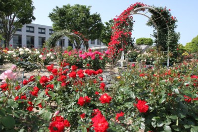 （写真）中央公園のバラ