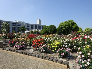 （画像）中央公園バラ花壇