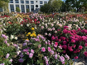 （画像）中央公園バラ花壇