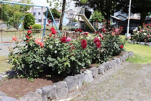 （画像）住吉公園バラ花壇