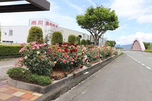 （画像）臨港富士線バラ花壇