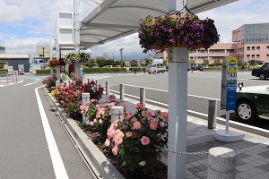 （画像）新富士駅バラ花壇