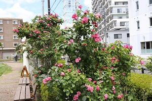 （画像）富士駅南第1公園バラ花壇