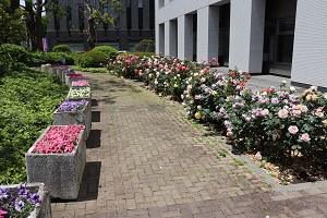 （画像）富士市庁舎西口バラ花壇