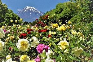 （画像）広見公園バラ花壇