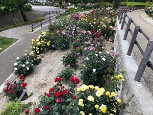 （画像）岩本山公園バラ花壇