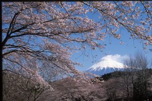 （写真）岩本山公園からの富士山と桜の景色