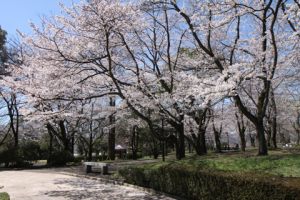 （写真）桜が咲く広見公園