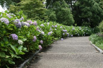 （写真）原田公園に咲くあじさい